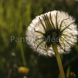 dandelion