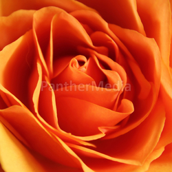 blume