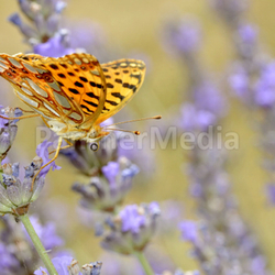 Queen of Spain Fritillari butterfly on lavender