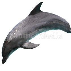 Dolphin isolated on White Background
