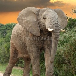 African Elephant at Sunset