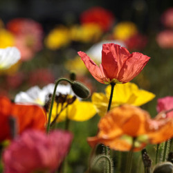 colourful poppies
