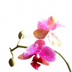 orchid iv