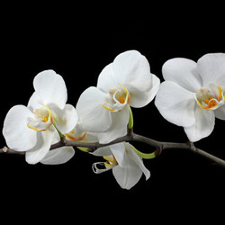 white orchid