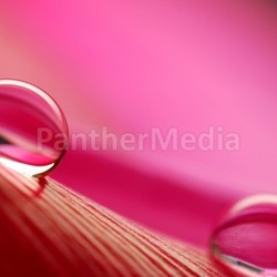 drops on tulip