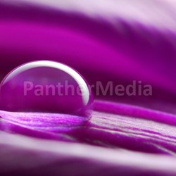 drops on tulip