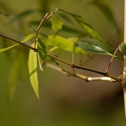 phyllostachys bambusoides castilloni
