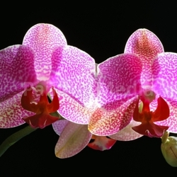 orchid branch
