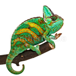 chameleon