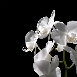 orchids
