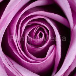 Rose, Nahaufnahme