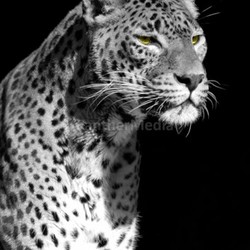 black leo