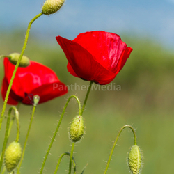 Poppy flowers
