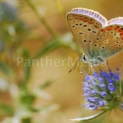 summerfeeling ii