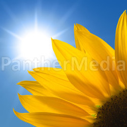 sunflower against sunny sky