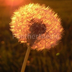 backlit