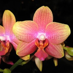 naturform blank thailand nice european delicate beautiful