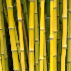 bamboo