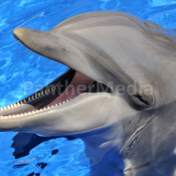 Head of  bottlenose dolphin