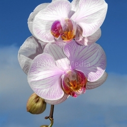 delicate flowers