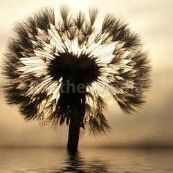 dandelion