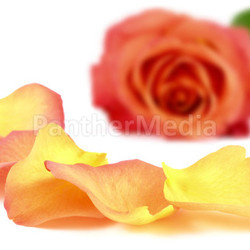 petals are a rose