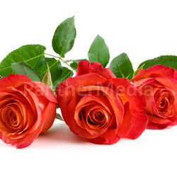 three red roses on white