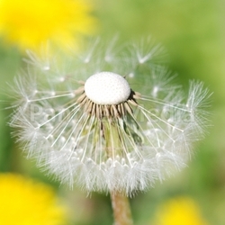 dandelion