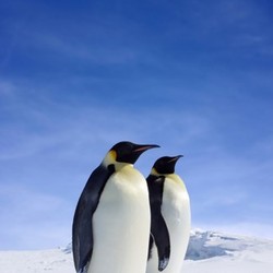 penguins