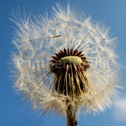 dandelion