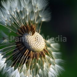 asterales molar flowers hundeblume flower eierpetsch mayflowers