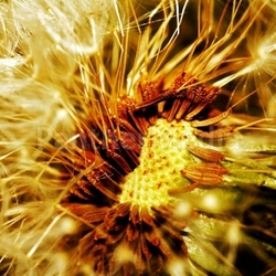 flower macro plant details asteraceae schirmflieger dandelion