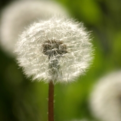pusteblume ii,taraxacum officinale