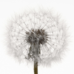 pusteblume i