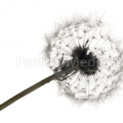 pusteblume ii