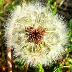 dandelion