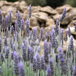 lavender