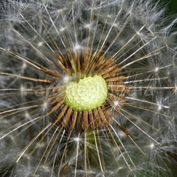 flight seeds
