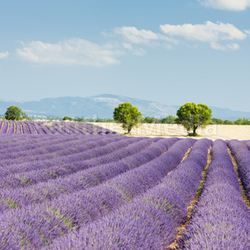 lavender field, Plateau de Valensole, Provence, France