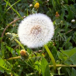 dandelion