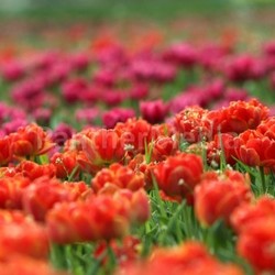 red and purple tulips