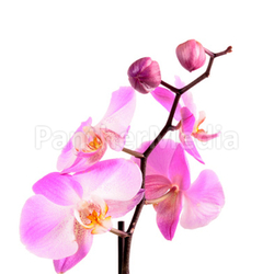 rosa Orchideen Blüte
