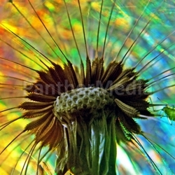 pusteblume in disco mood