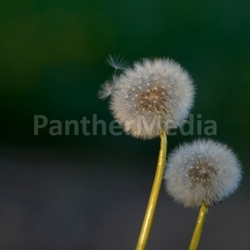 pusteblume iv
