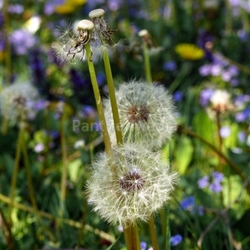dandelions