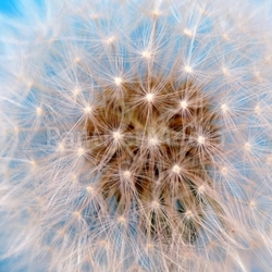 dandelion