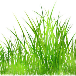 lights on grass