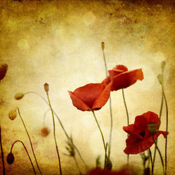 red retro poppies on light texture