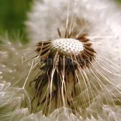 dandelion