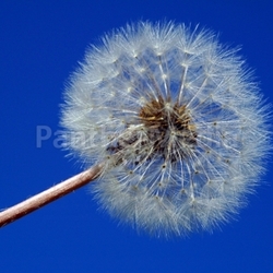 himmel pollen samen blumen flugschirmen pflanze pflanzen pappus pusteblume schirmflieger gattung natur